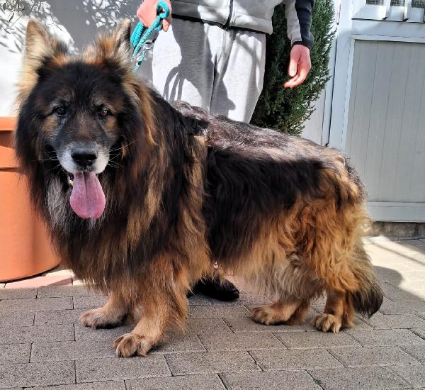 Elvis E Eros Pastori Tedeschi